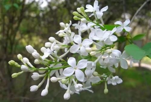 室内养护丁香花需要注意哪些技巧，才能让花朵更加鲜艳美丽呢