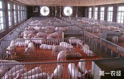 冬季猪舍保暖通风，兼顾温度与空气流通