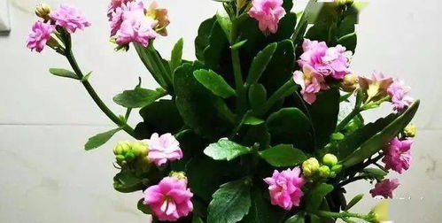 想让长寿花开花久一点？掌握这3个技巧