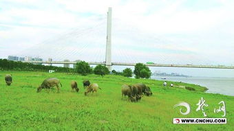 内蒙牧民吉雅家的草场总比别家绿得早 我跟踪三年才发现他混种了冰草+野大麦