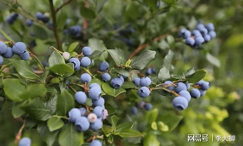 蓝莓的种植时间与土壤要求