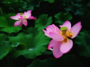 荷花，不仅仅是观赏