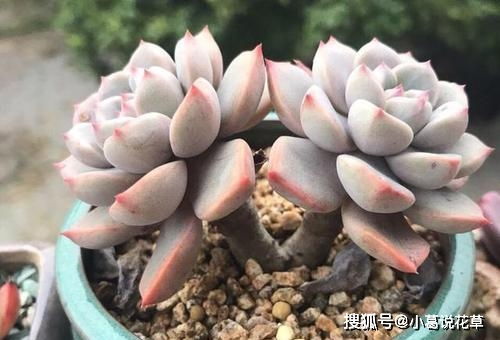 冬天多肉玫瑰如何养护？如何让它们安全过冬