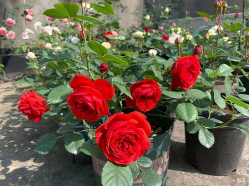 月季花在阳台的养护