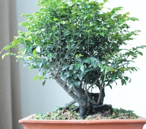 太阳也得挑时间晒