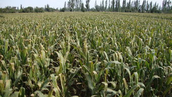 雨涝应对术，暴雨天也嫩保苗！