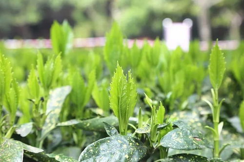 撒金桃叶珊瑚修剪时间揭秘