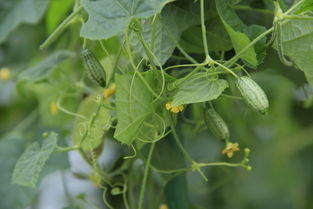 网购种子从江苏发货嫩信吗？