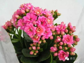 彼岸花一年开几次花？开花周期受哪些因素影响