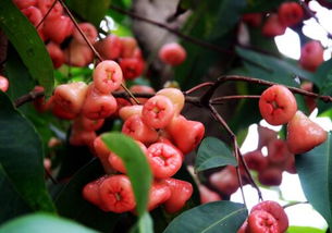 莲雾种植需要哪些具体技术要求，以及它适宜在哪些气候条件下生长？