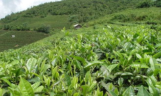 土壤选择与养护