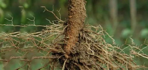 二、及时修剪枝叶