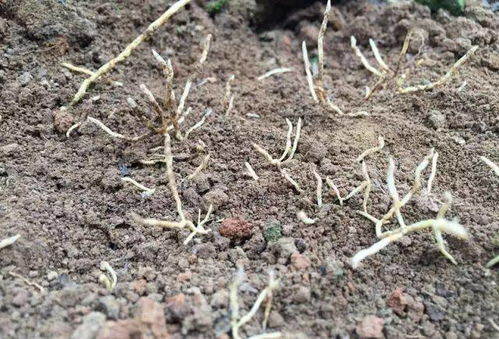 草甘膦对果树有危害，会对果实品质和树木生长造成影响吗？