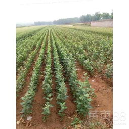 柿子树苗种植期间，可以使用哪种除草剂来替代柿子树地用的除草剂？