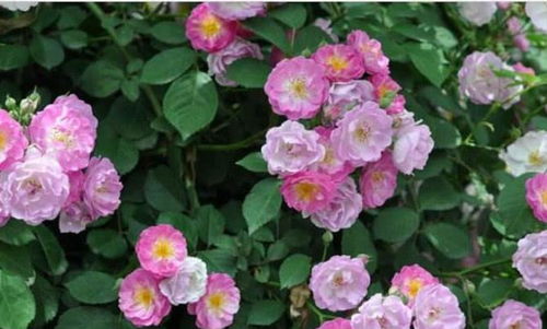 一、蔷薇花的魅力所在