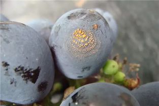 葡萄炭疽病的烦恼，如何破解混用困局？