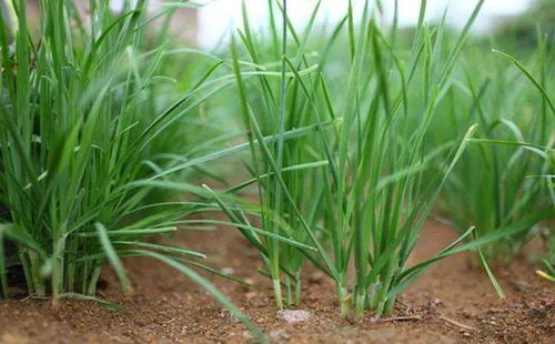 嘧菌酯、 甲霜铜或苯甲丙环唑，防治病害有奇效