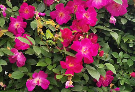 藤本月季：四季开花， 美丽不断