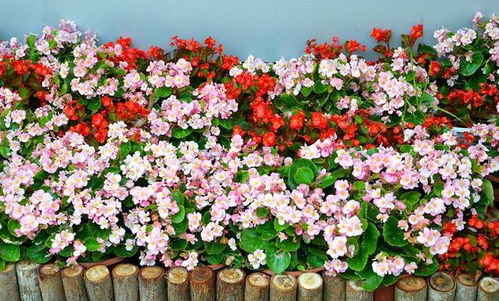 四季海棠花怎么养？如何让花开得更艳丽
