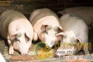 猪流感防控全解析，如何从病原到策略守护猪群健康？