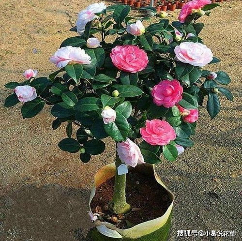 浇水施肥：给它喝饱饱， 吃足足