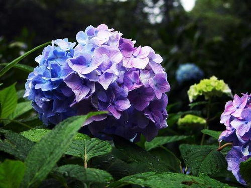洋绣球花黄叶，为何如此脆弱
