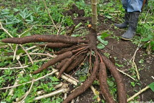 湖北农业科学院的发现