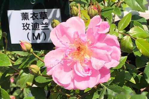 月季文化， 传承千年的风俗