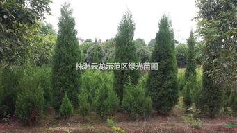 山上种植树木的选择