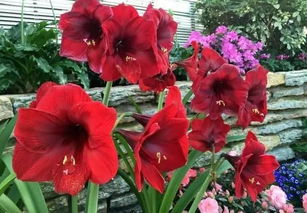 一、 花卉之美，紫罗兰的独特韵味