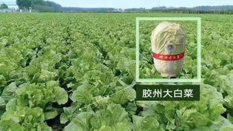 耐热小白菜：优质高品菜