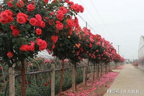 月季盛夏绽放：揭秘夏季花卉的生机勃勃