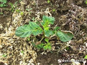 土豆药害原因及防范措施