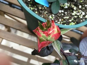 月季芽变的奥秘：奇妙的自然魔法还是人为的精心之作？