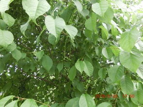 果树高产黄金比例是多少？