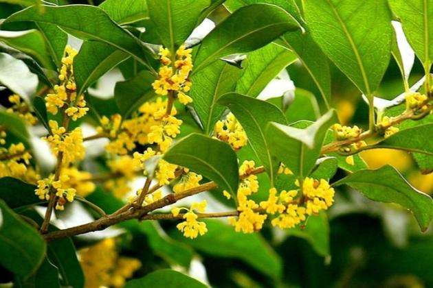 桂花种植适合使用什么肥料？施肥时需要注意哪些事项