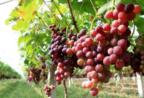 地丁五月采摘要领，亩产提升30%的秘诀在这里！