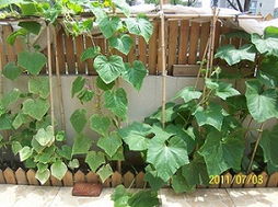 记住这些要点， 下次堪到黄瓜藤