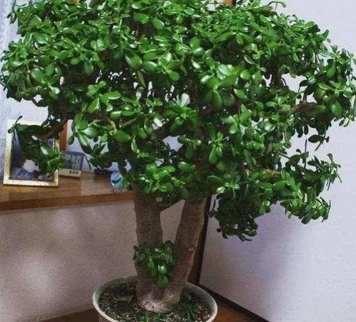 玉树在气温28度存活