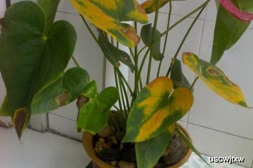 盆栽是什么种类？从叶片、枝干、花朵等特征入手