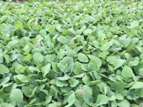苗床管理， 油菜幼苗健壮的秘密武器