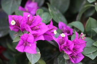 紫色三角梅品种大揭秘