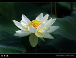 睡莲花的神奇魔力，你了解多少？