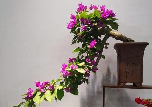 三角梅老桩盆景：爆款花卉，养殖养护秘籍！