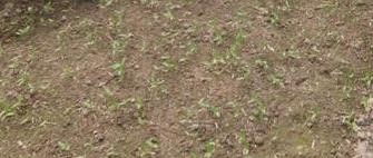 六步育苗法， 老农的独门秘籍