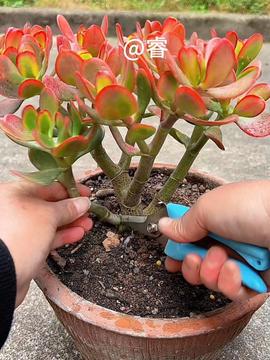 玉树叶子发黄怎么办？