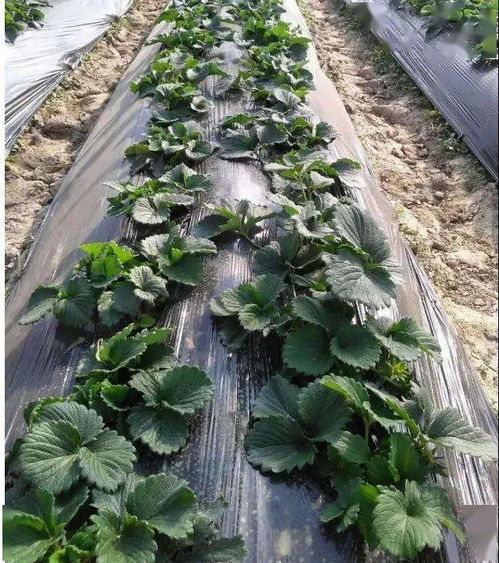 农药使用说明要细kan