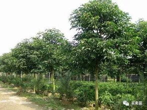 实验证明：重阳木果实有风险！