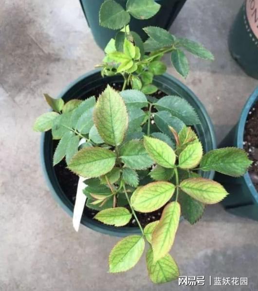 花卉出现僵苗怎么办？如何有效解决