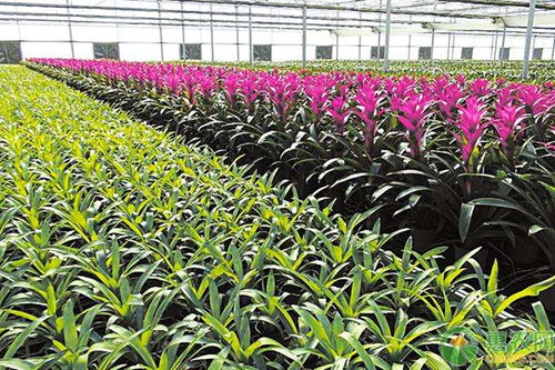 花卉营养液如何科学配比？不同植物需注意什么
